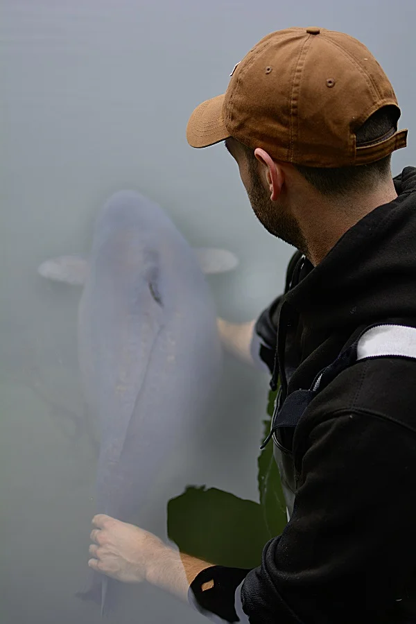 The size of the fish is clearly evident here!