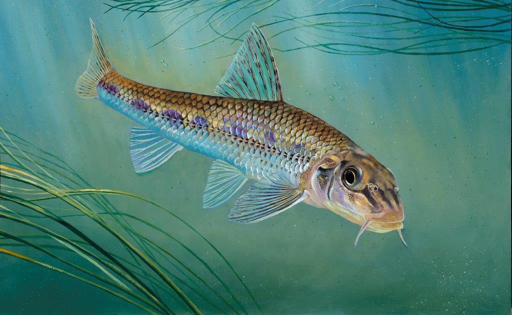 The gudgeon will be the face of the two-rod licence