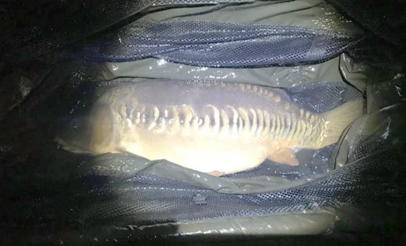 Ryan chose to photograph the second capture as quickly as possible before returning the fish