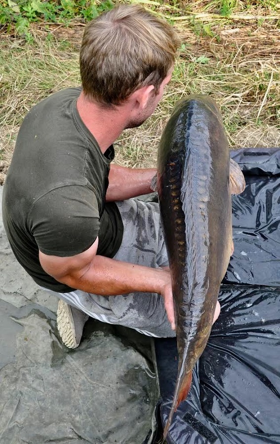 The length and width of the fish is evident here