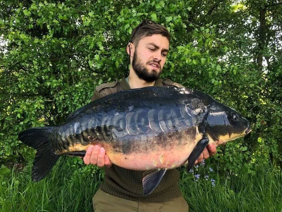 One of the domestic fish from Willow lake