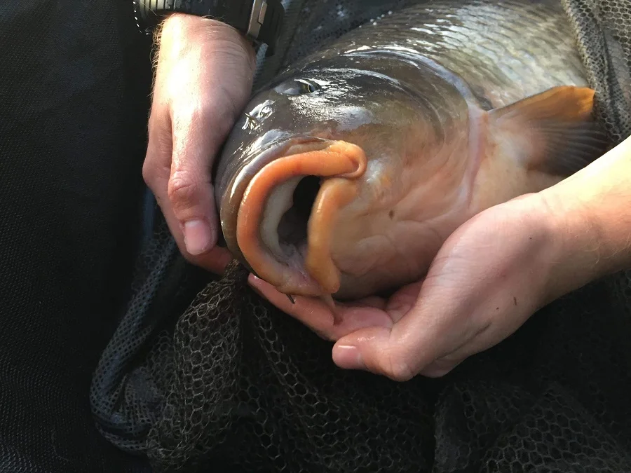 How many times has this fish been caught? Not many!