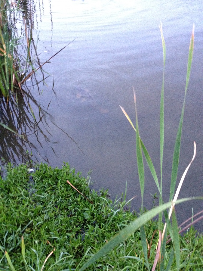 A potential double-figure carp at Lakelands