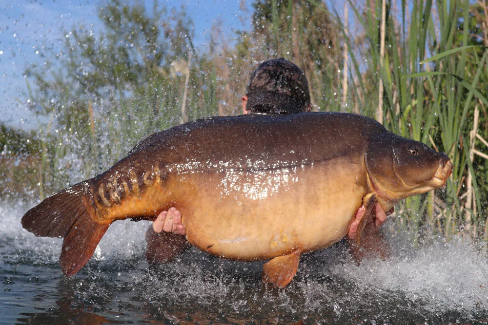 The biggest of Harry’s 40s went 49lb 12oz