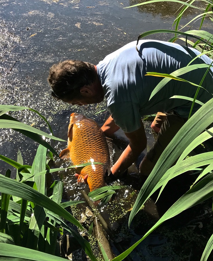 Adam Fisher returns a returns a Redmire common. A sight that will continue for now