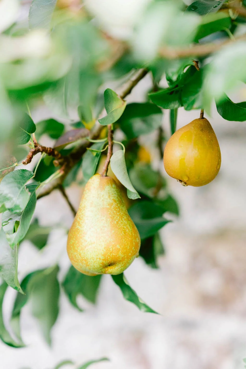 Luttrellstown Castle wedding, Irish castle wedding venue interior (3).jpg