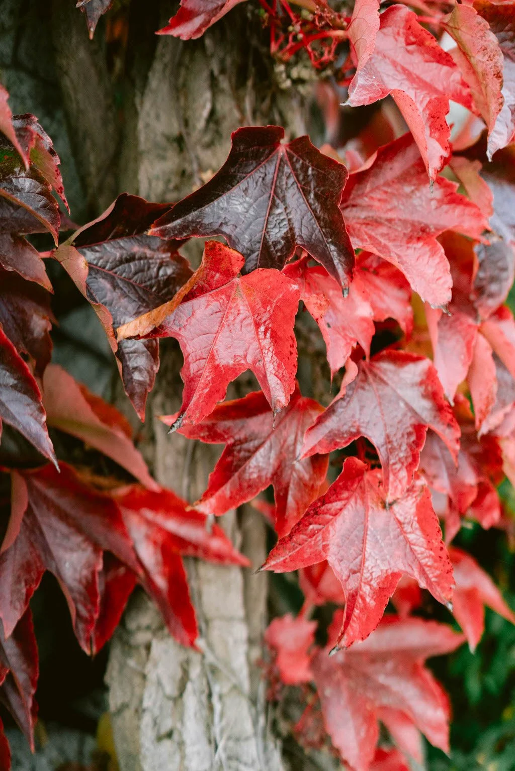 Luttrellstown Castle wedding, Irish castle wedding venue interior (7).jpg