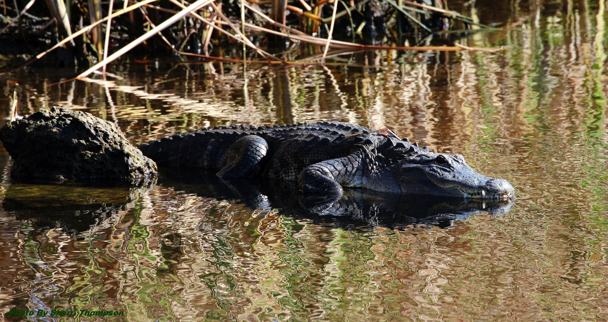 The American alligator sometimes referred to as a gator or common alligator.