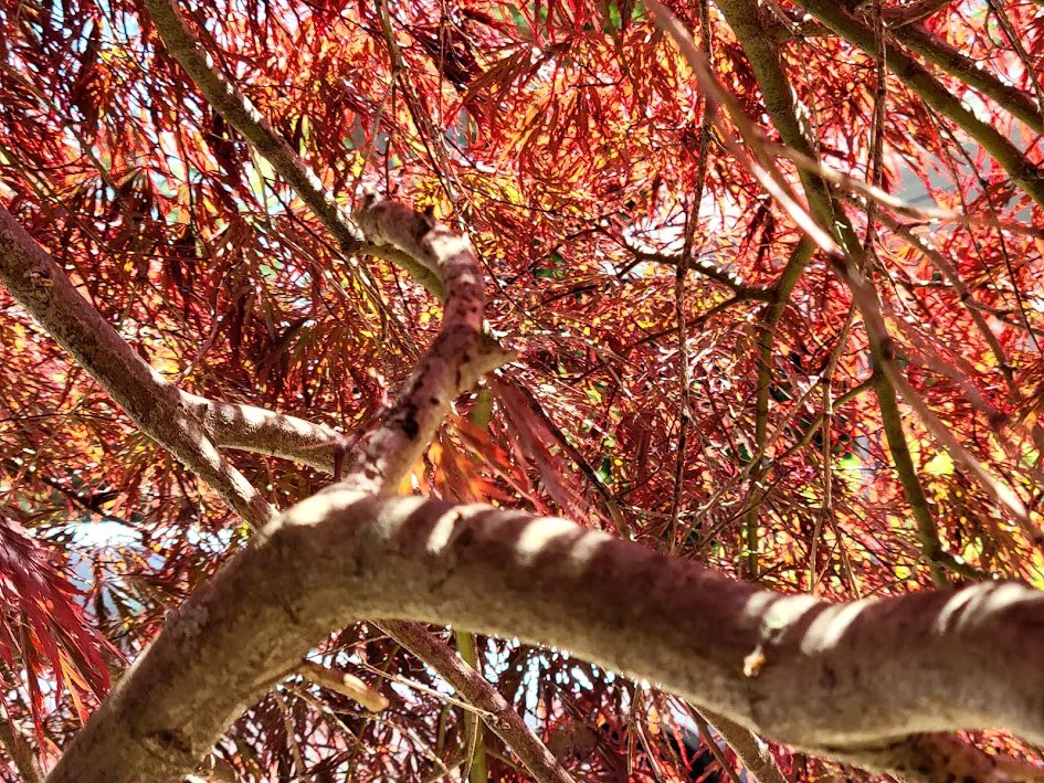 A8.jpg