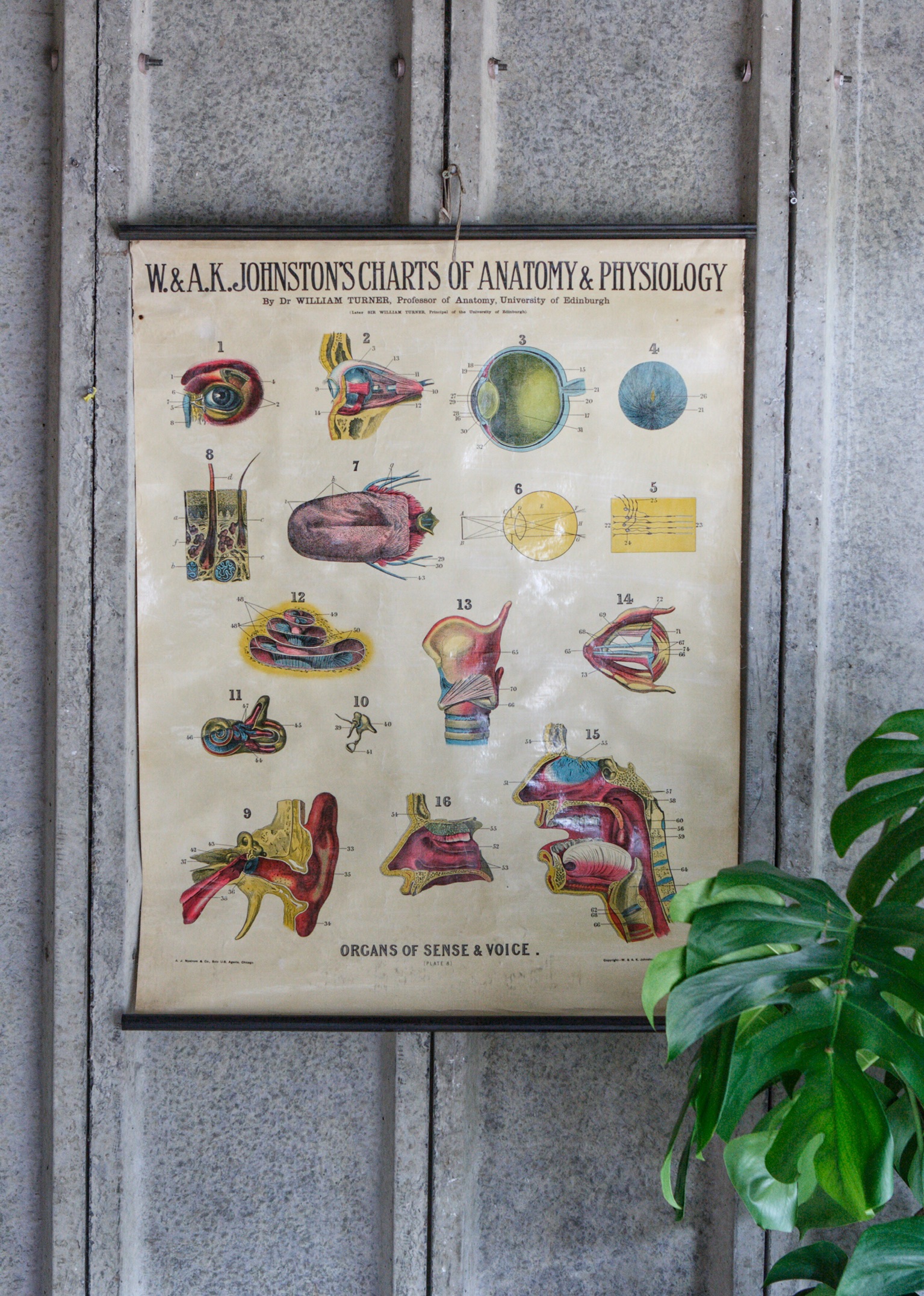 Early 20th Century Anatomical Chart