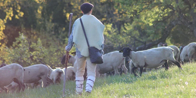 shepherd.jpg