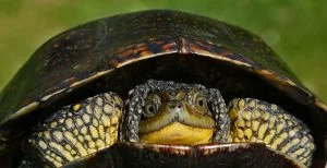 Close Up Conservation – Youth: Eva Lee, Wis.