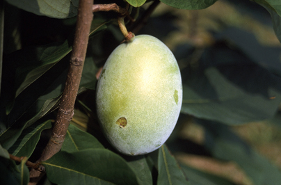 Pawpaw Workshop