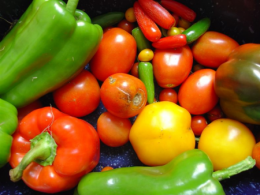 Organic Vegetable School