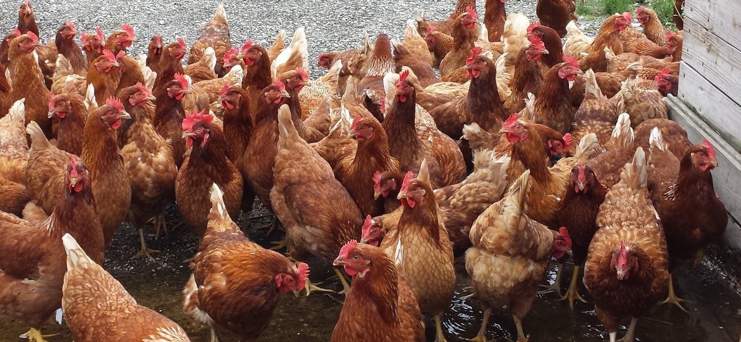Backyard Chickens - OSU Extension