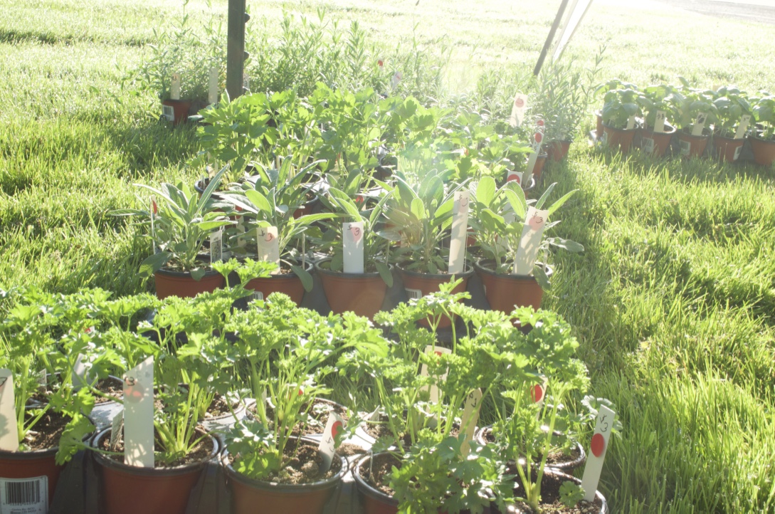 Master Gardener Annual Plant Sale
