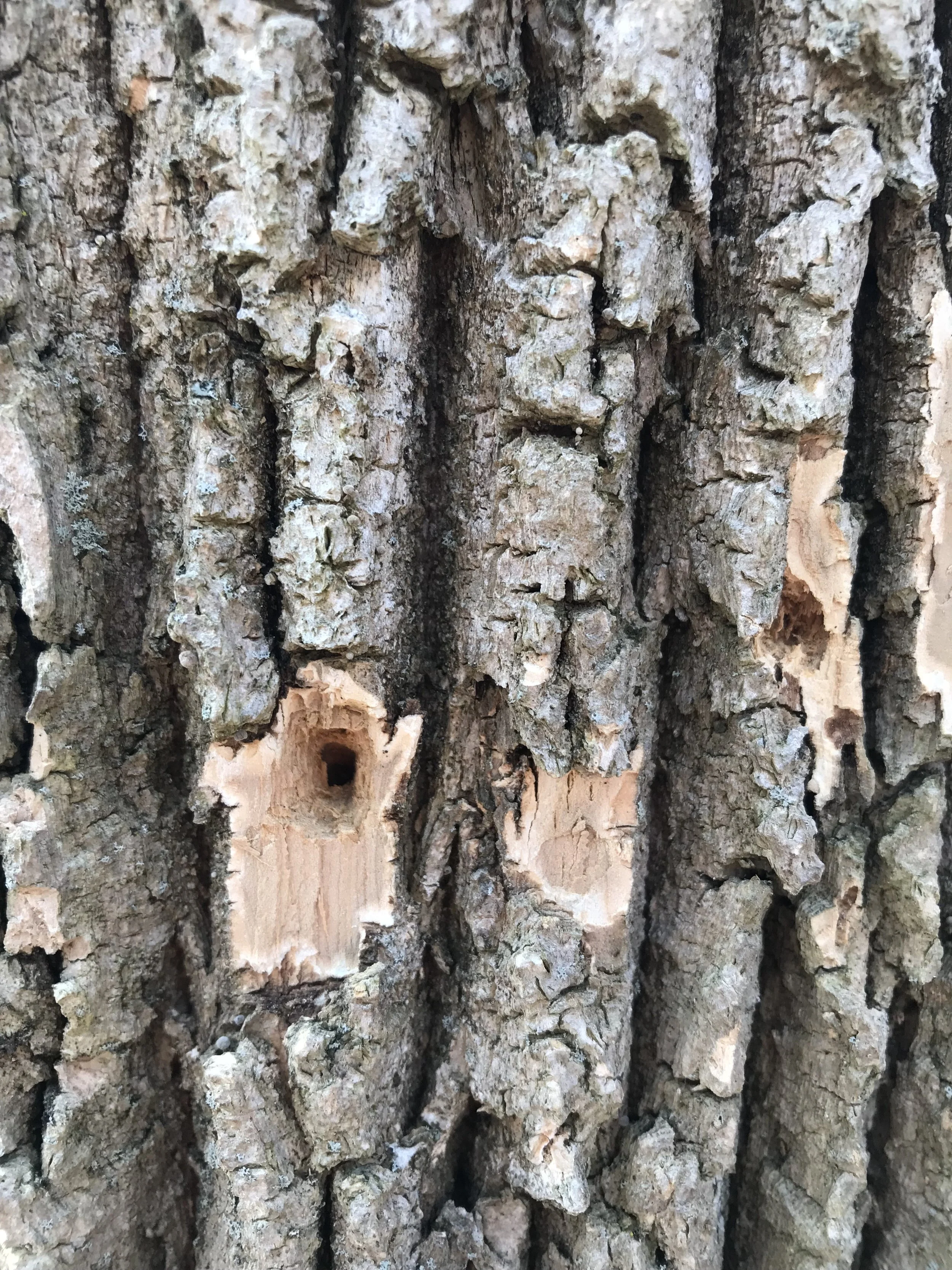 2019 OHIO WOODLAND WATER AND WILDLIFE CONFERENCE