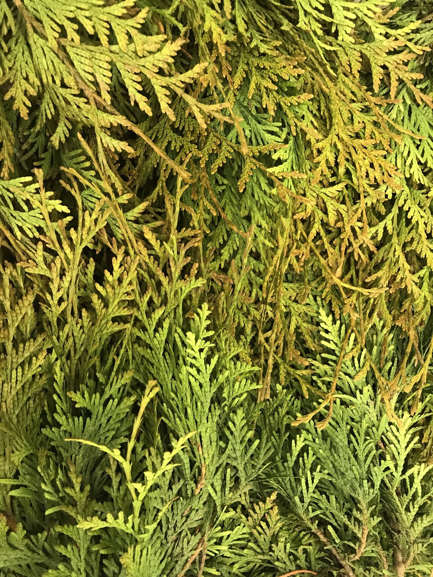 Tree Sale — Portage County Soil & Water Conservation District