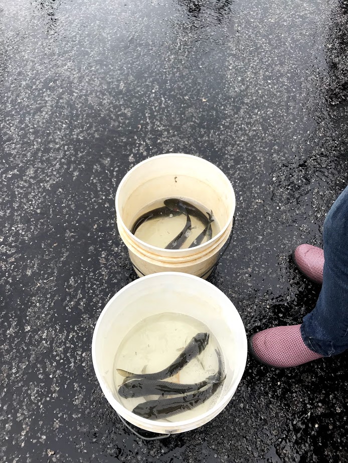 Fish Sale — Portage County Soil & Water Conservation District