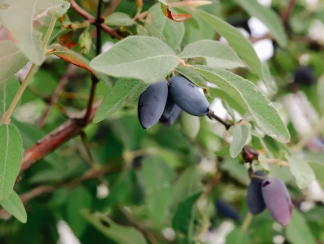 honeyberry.jpeg