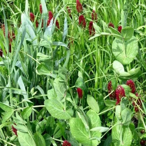 Cover Crops & No-Tilling for Home Gardeners