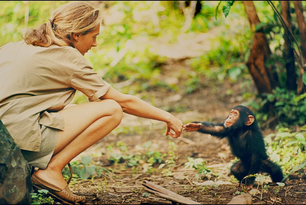 Jane-Chimpanzees.jpg