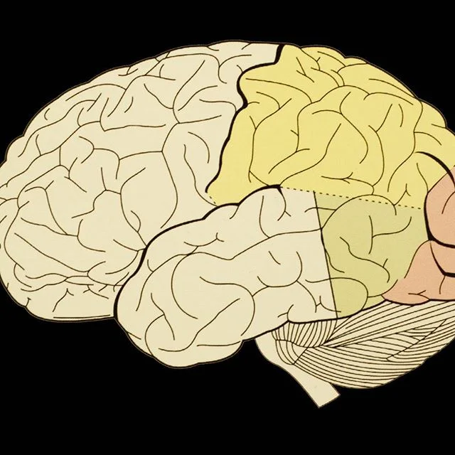 Check out the big brain on Brad