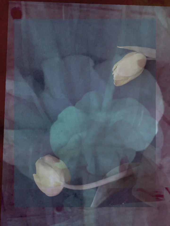 "Tulip2"_10"x13"_2018, Epson print on Epson rag 300gr., multiple of 35, $640