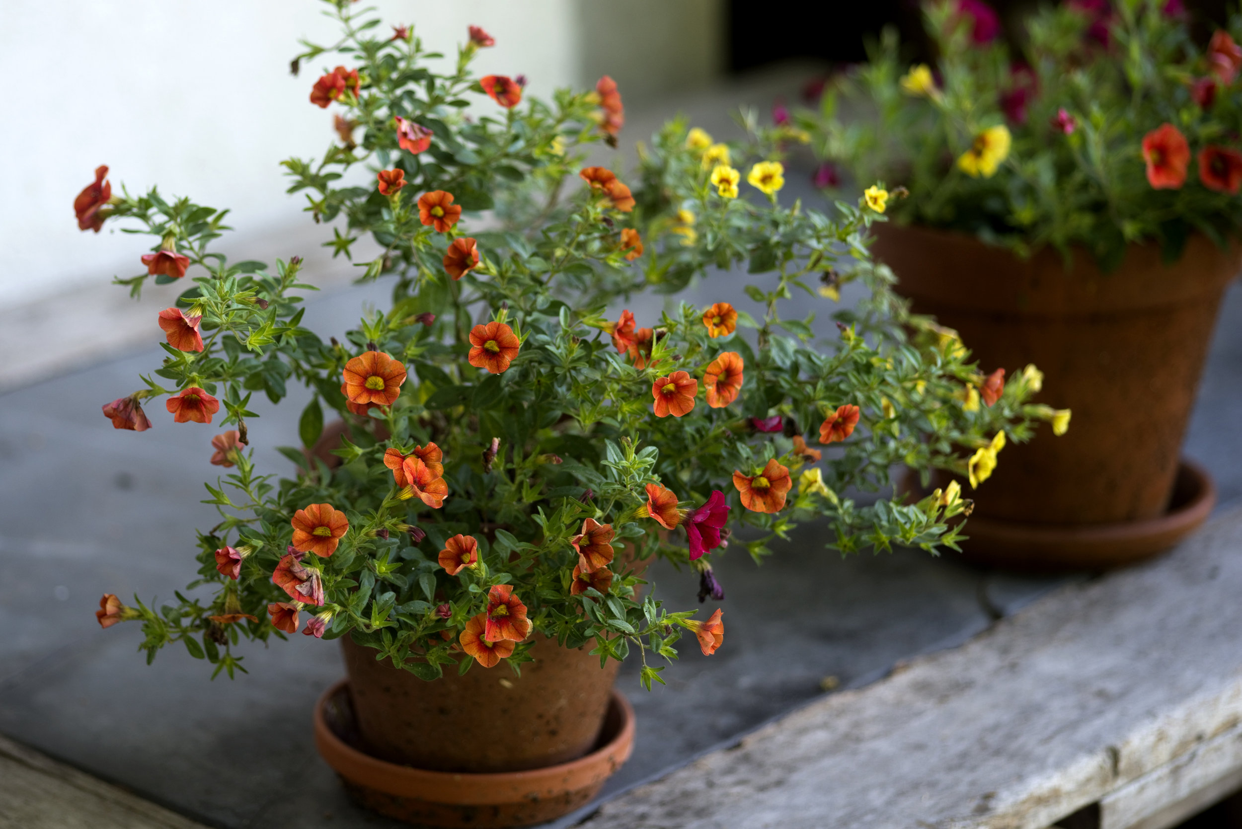 Blumenschmuck im Hof 14F_4957.jpg