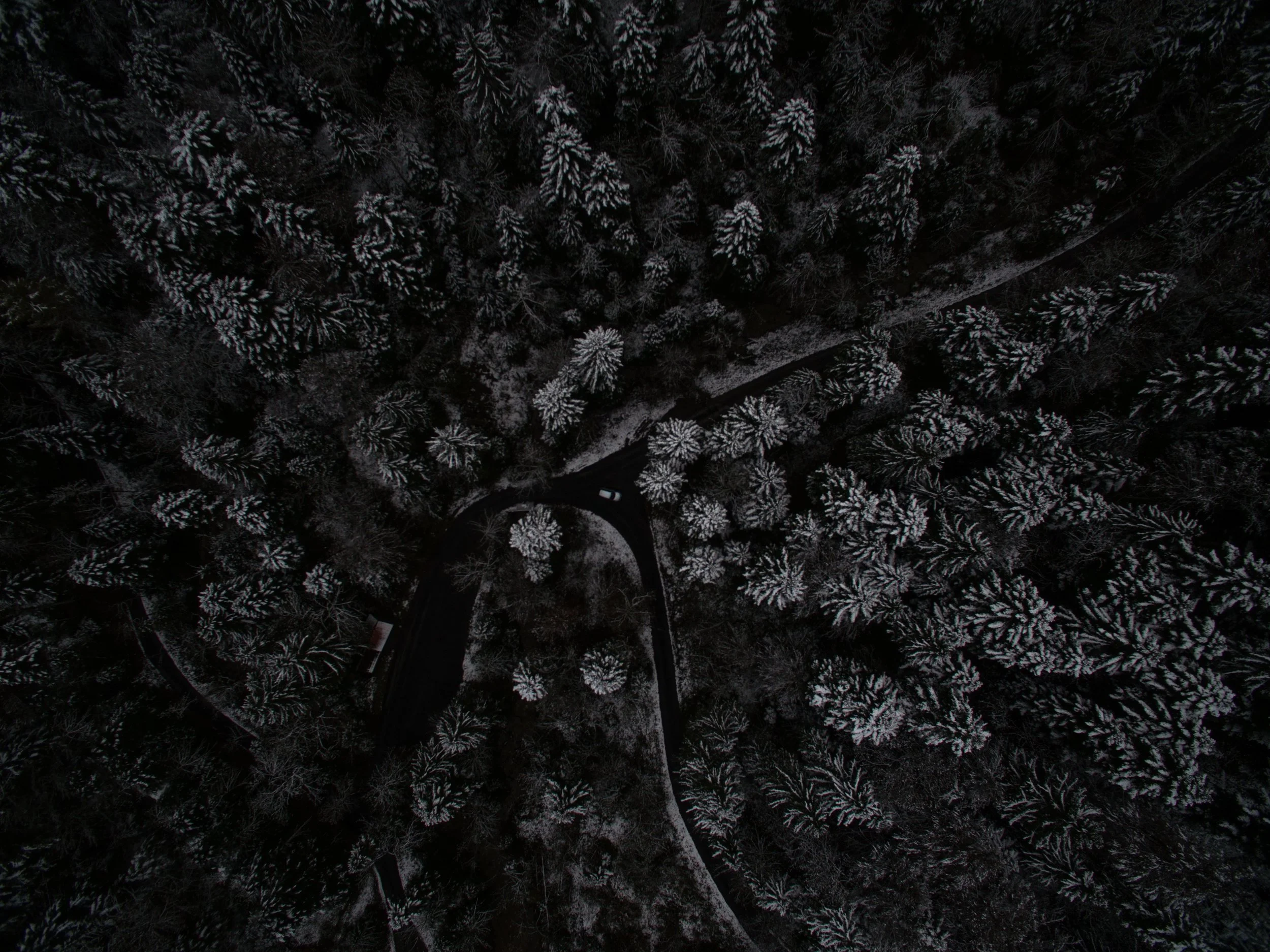 forest.jpg