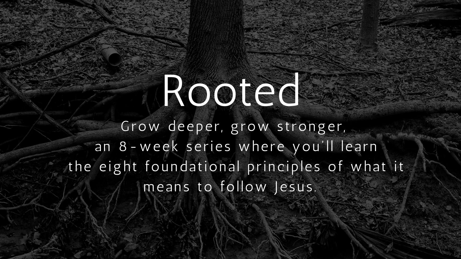 rooted.jpg