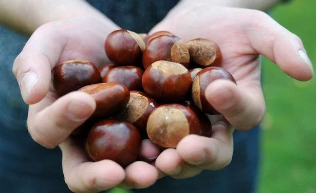 Conkers.jpg