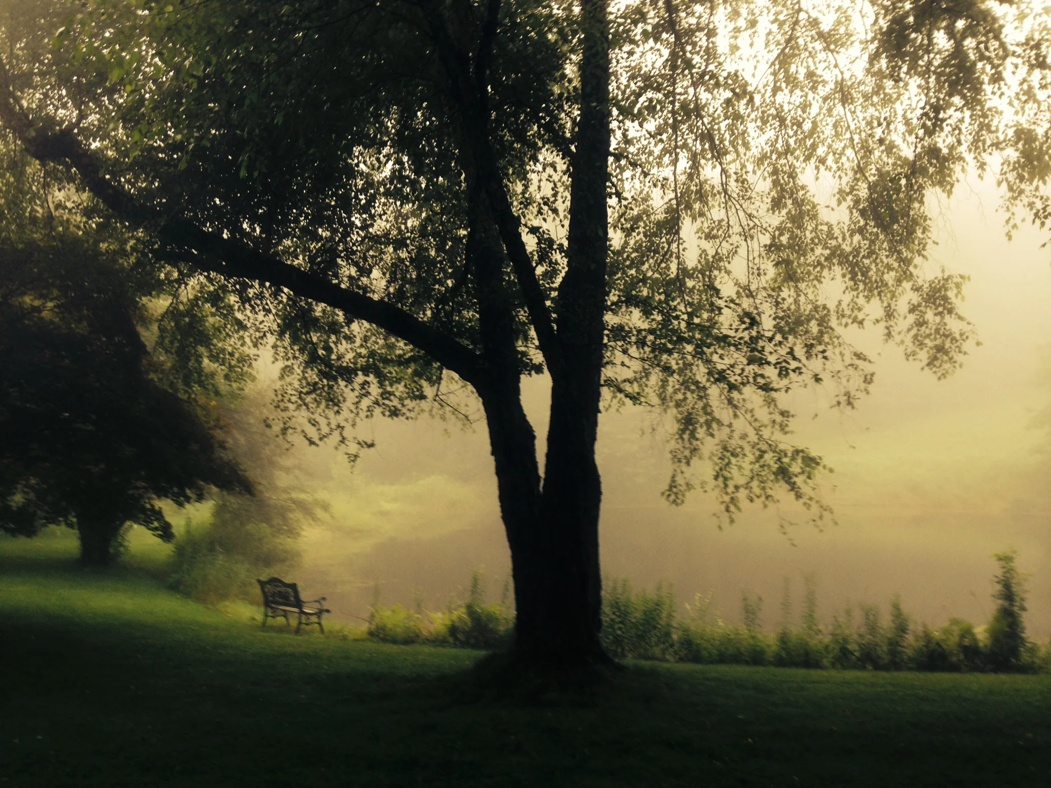 mystical mistical pond .jpg