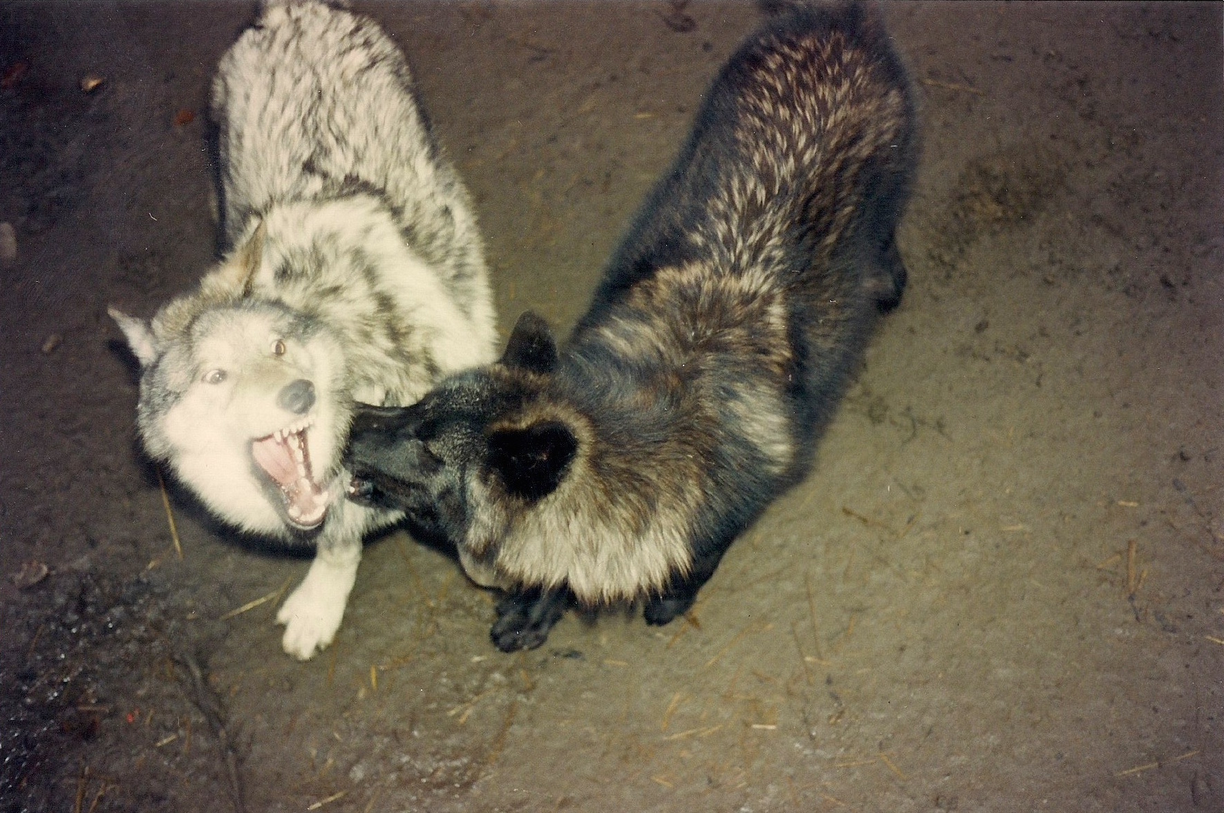 Charles sometimes let the wolves out at night and ran with them through the yard.