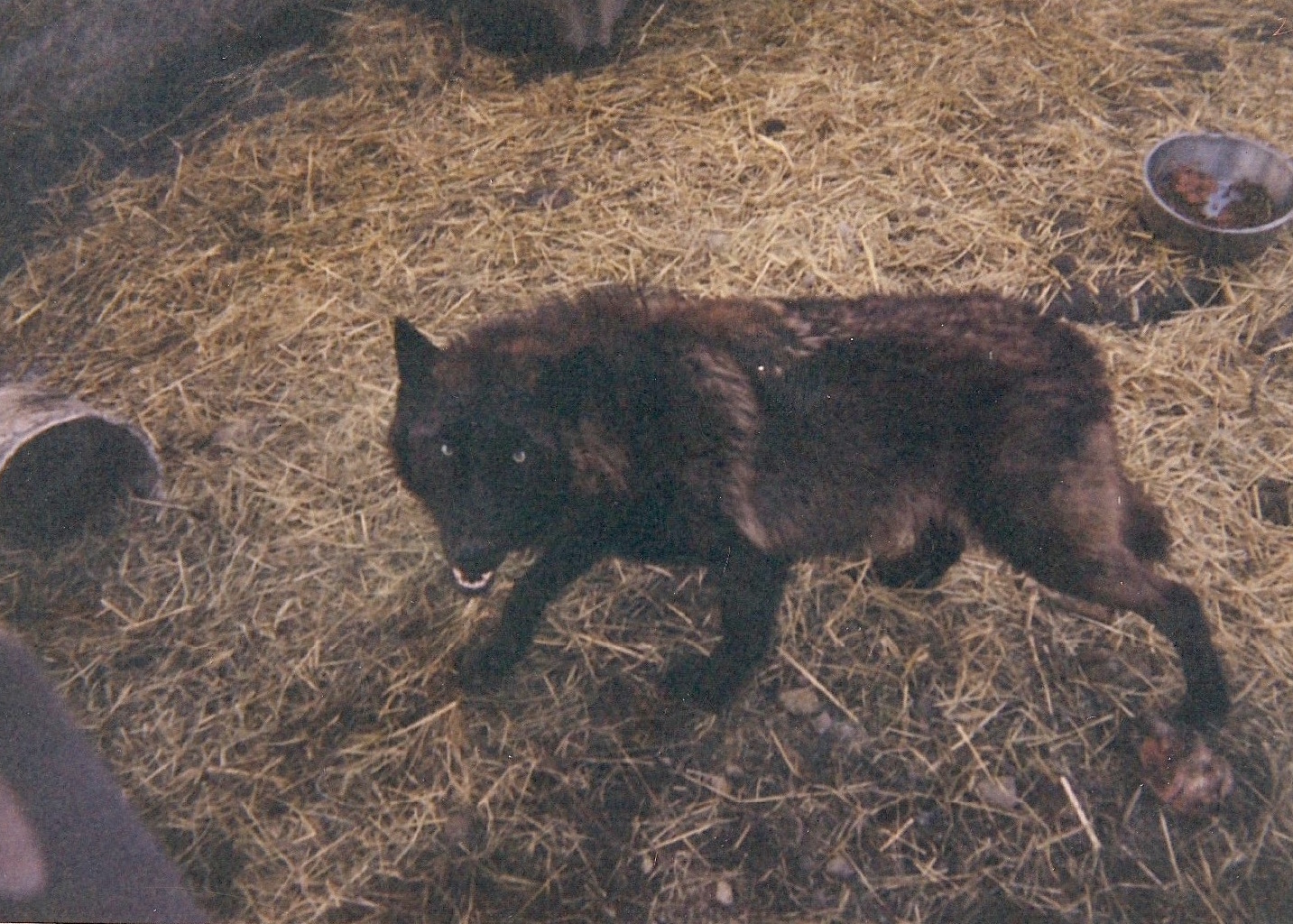 Charles's favorite wolf was a female named Tatiana (above). He claims that Tatiana was shot by the police when she escaped from the kennel one night. 
