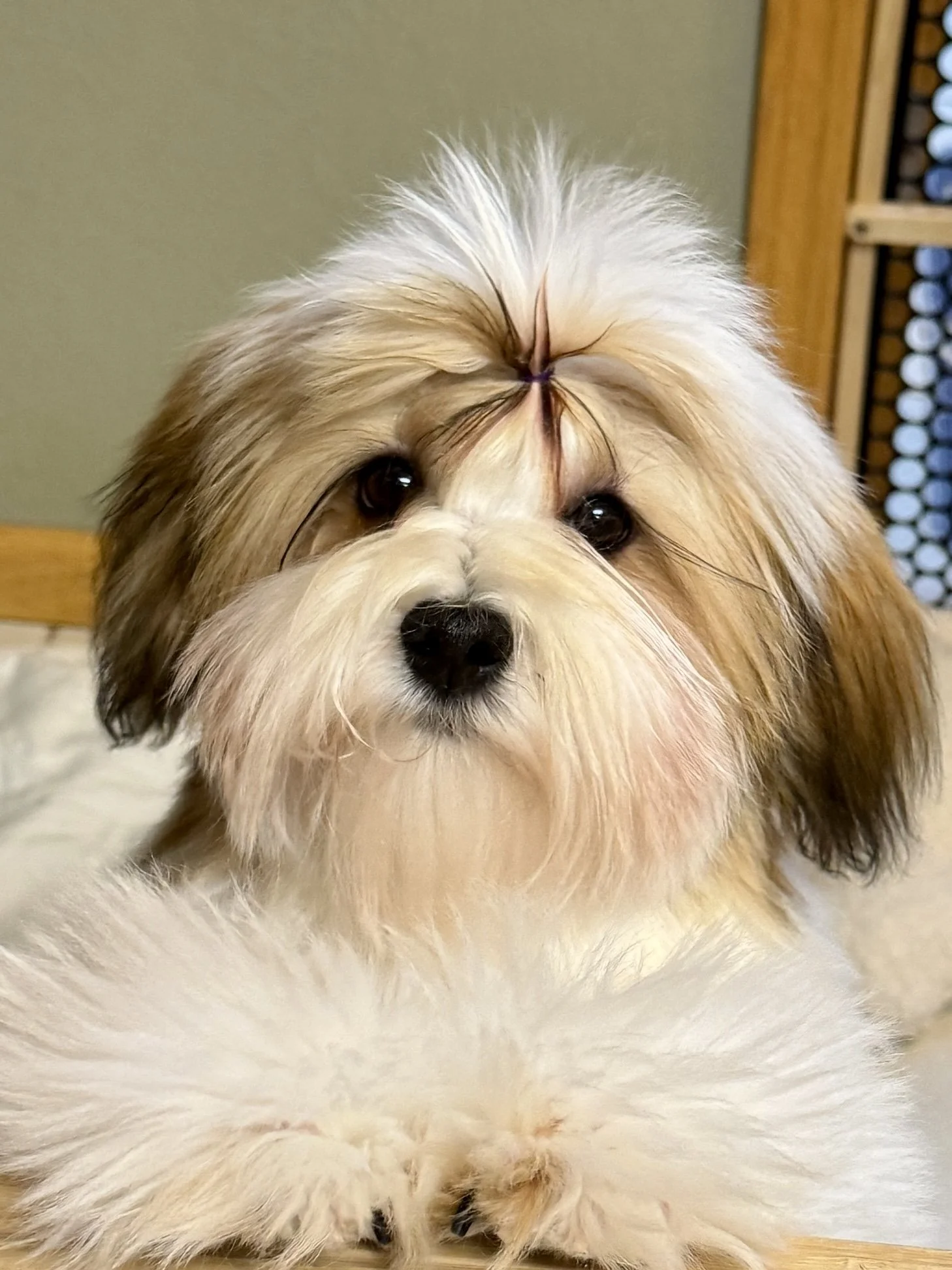 AKC Havanese Grand Champion