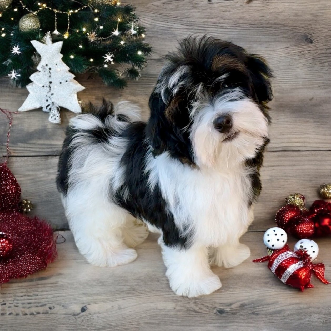 AKC Havanese Grand Champion