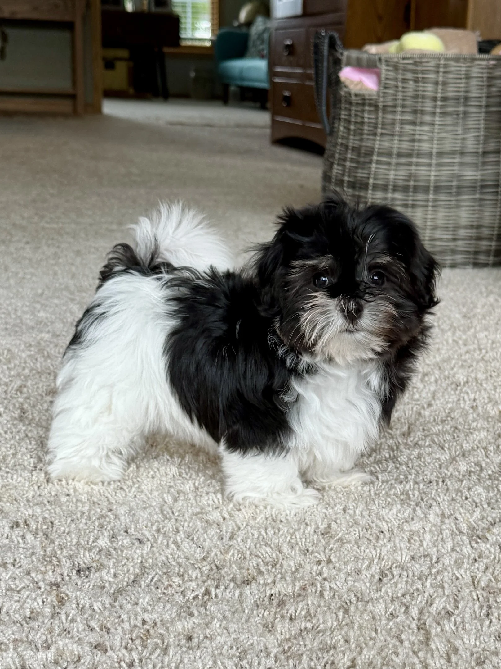 AKC Havanese breeder
