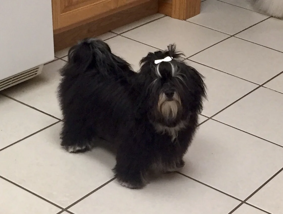 Havanese AKC Breeder Ohio