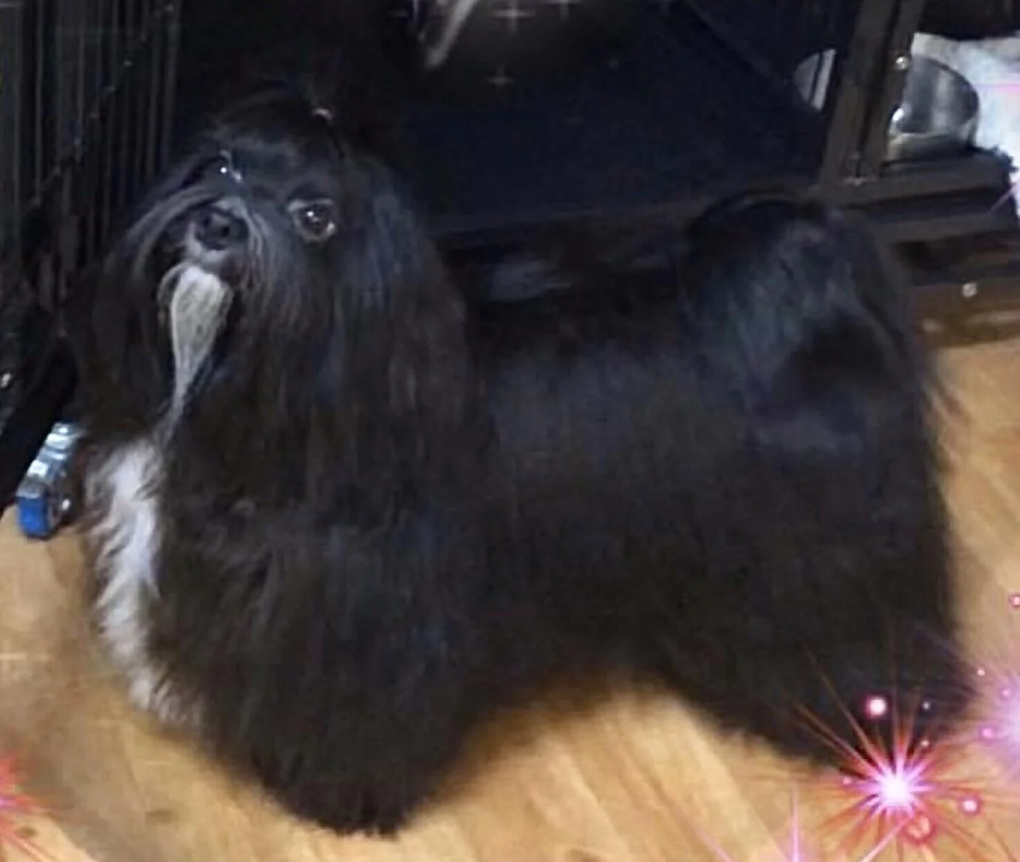 Havanese AKC Breeder Ohio