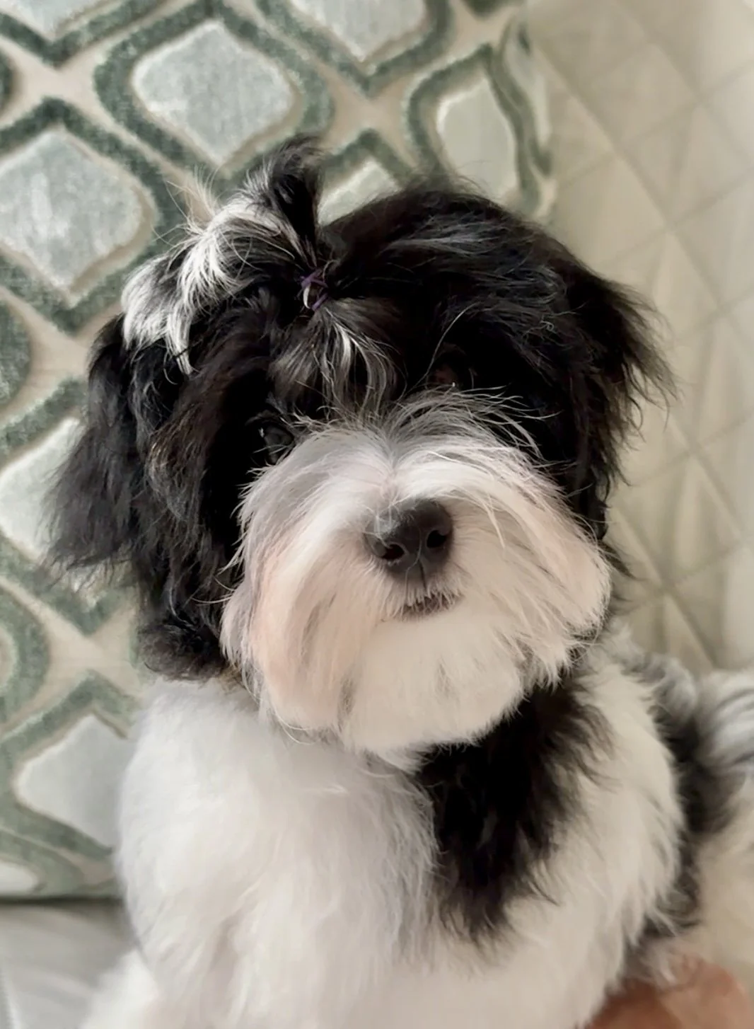 AKC Havanese puppies