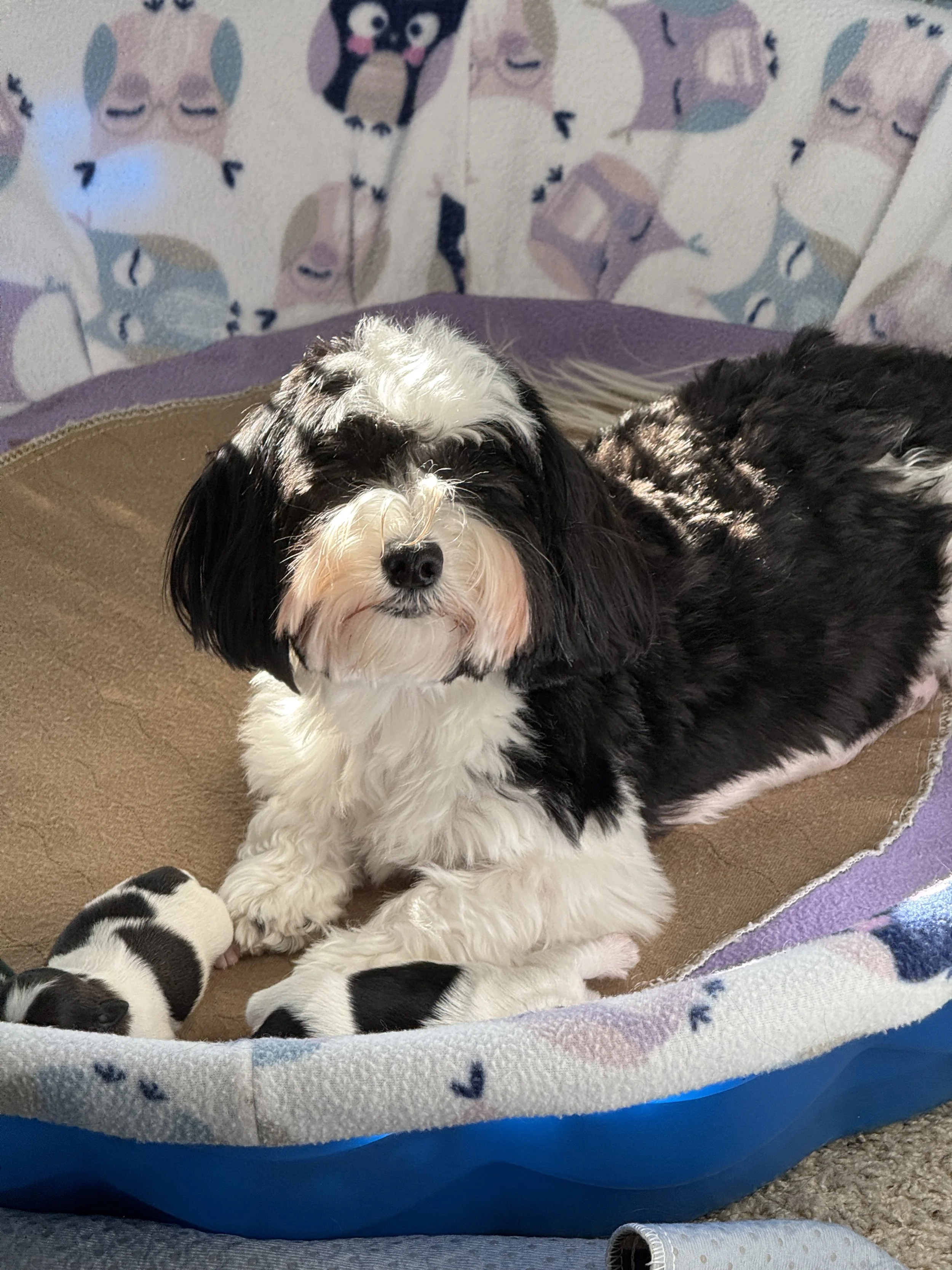 Northwest Ohio Havanese breeder