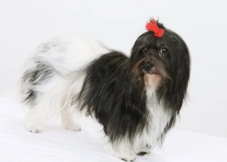 Havanese AKC Breeder Ohio