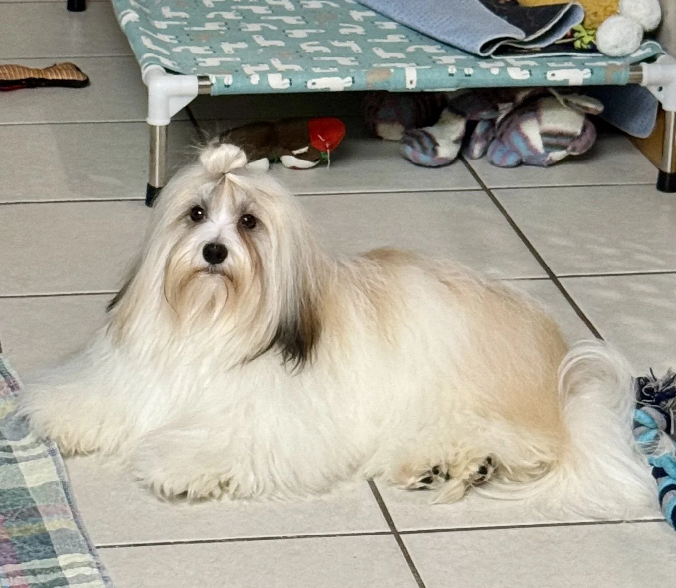 AKC Havanese Grand Champion