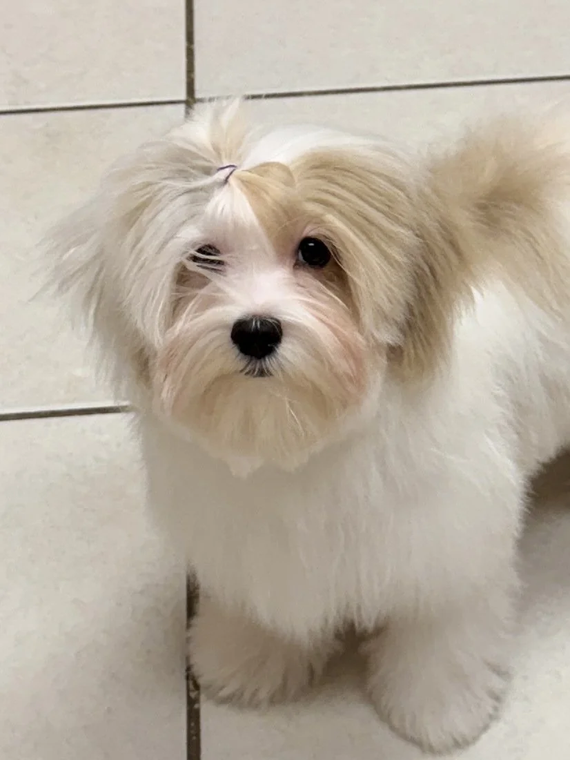 AKC Havanese breeder