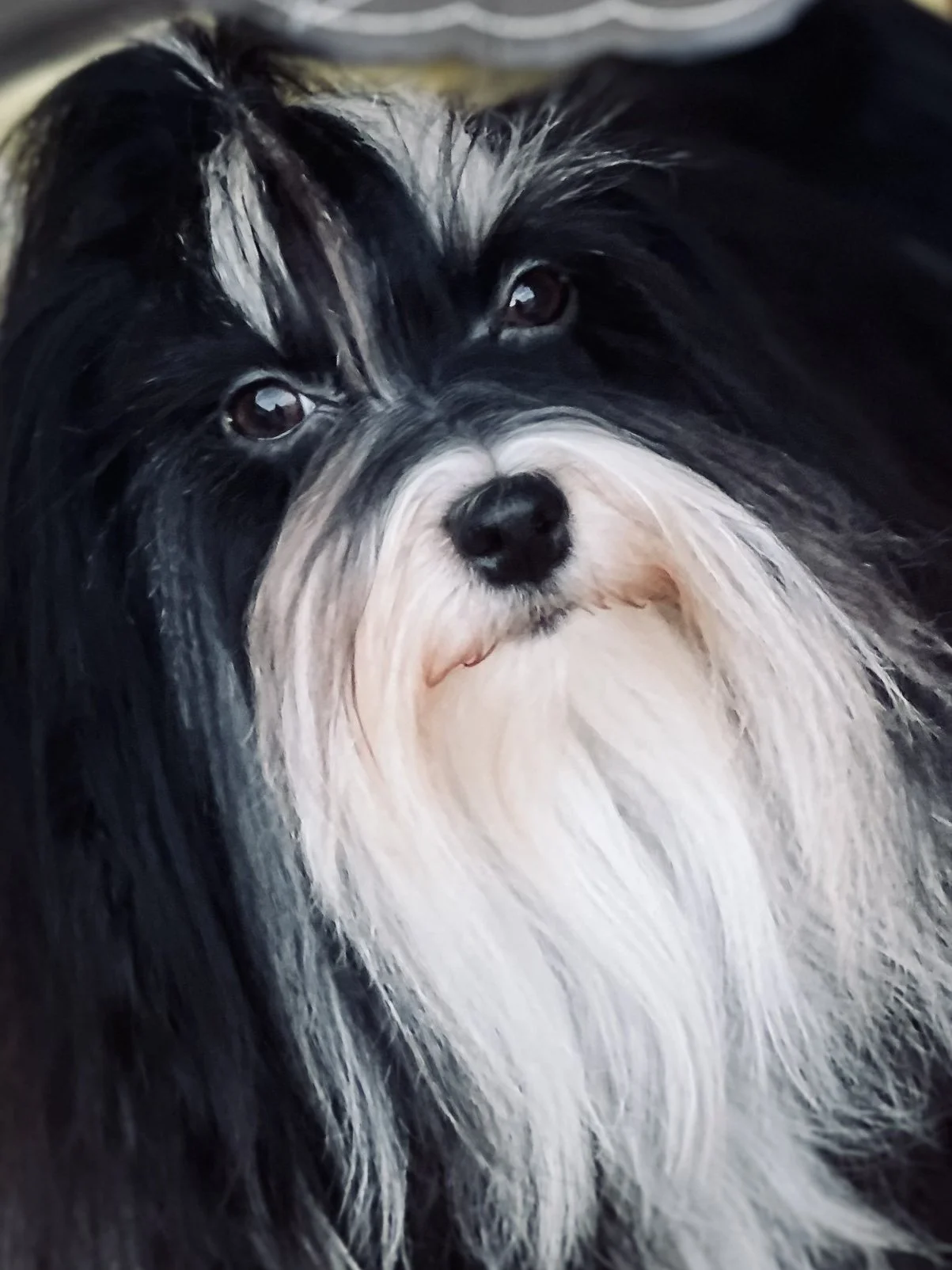 AKC Havanese Breeder Ohio