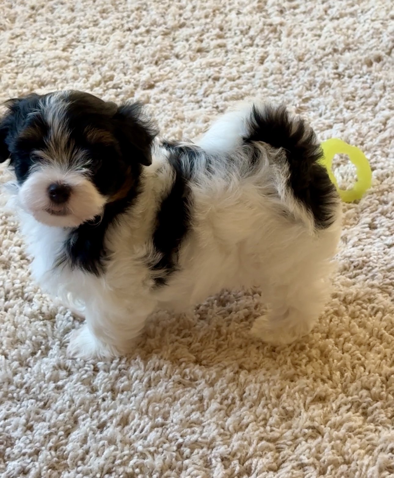 AKC Havanese puppies