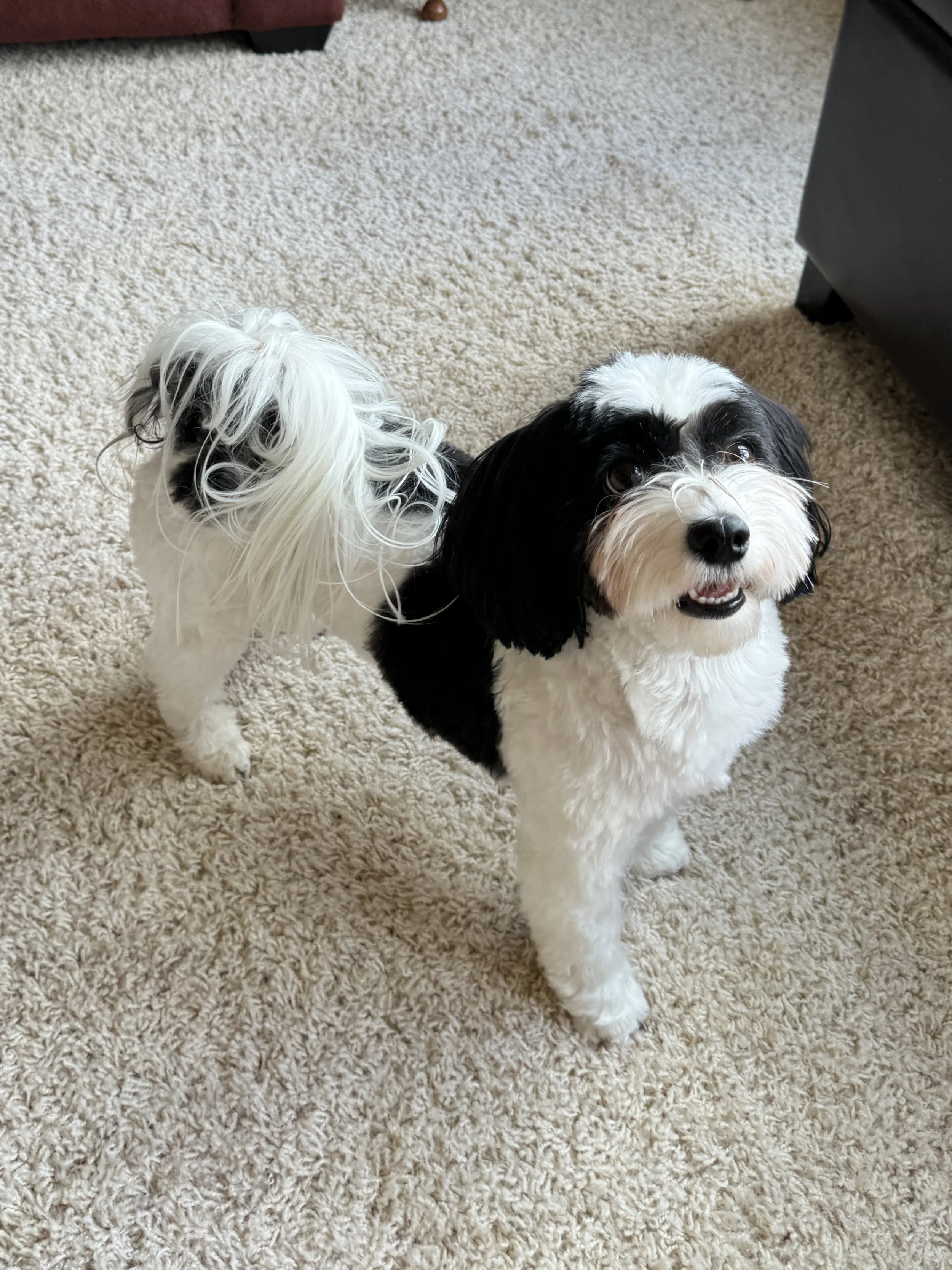 AKC Havanese puppies
