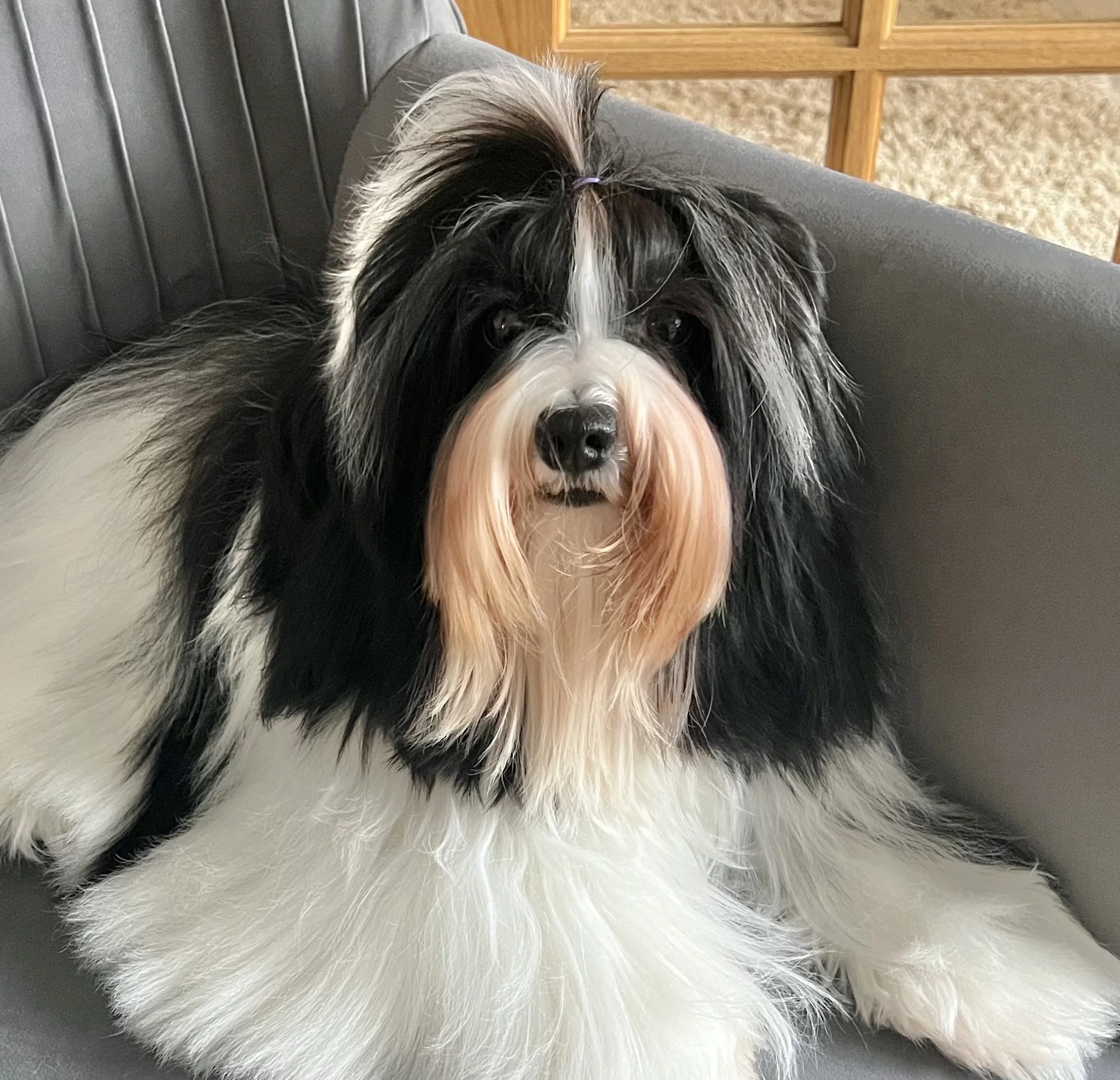 Havanese AKC Breeder Ohio