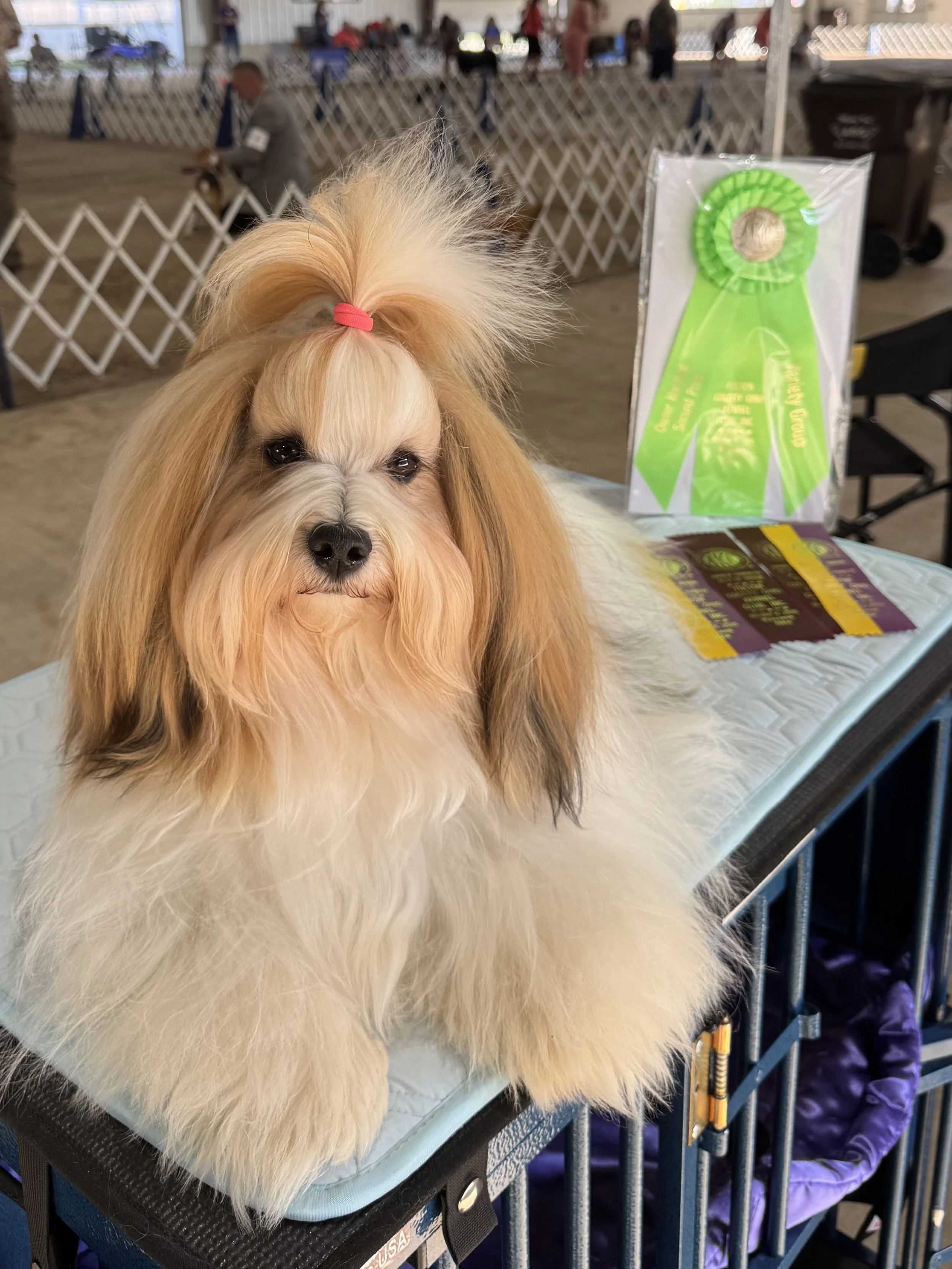 AKC Havanese Puppies Breeder